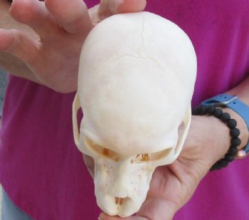 5 inches Juvenile African Chacma Baboon Skull (small hole)(CITESP000023748)- $109.99