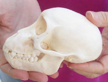 5 inches Juvenile African Chacma Baboon Skull (small hole)(CITESP000023748)- $109.99