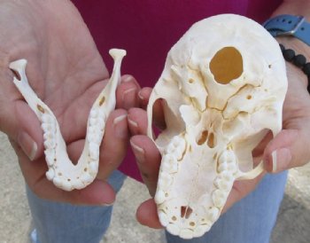 5 inches Juvenile African Chacma Baboon Skull (small hole)(CITESP000023748)- $109.99