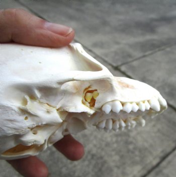 5 inches Juvenile African Chacma Baboon Skull (small hole)(CITESP000023748)- $109.99