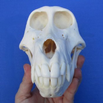 6-1/2 inches Female Chacma Baboo Skull <font color=red> Grade A</font> for $154.99 (CITES p000023748)