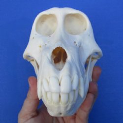 6-1/2 inches Female Chacma Baboo Skull <font color=red> Grade A</font> for $154.99 (CITES p000023748)