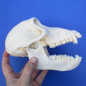 6-1/2 inches Female Chacma Baboo Skull <font color=red> Grade A</font> for $154.99 (CITES p000023748)