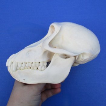 6-1/2 inches Female Chacma Baboo Skull <font color=red> Grade A</font> for $154.99 (CITES p000023748)