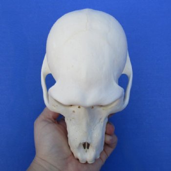 6-1/2 inches Female Chacma Baboo Skull <font color=red> Grade A</font> for $154.99 (CITES p000023748)