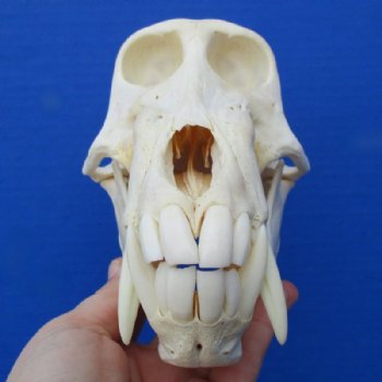 8 inches Authentic Male Chacma Baboon Skull <font color=red> Good Quality</font> for $294.99 (CITES P-000023748)