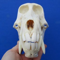 8 inches Authentic Male Chacma Baboon Skull <font color=red> Good Quality</font> for $294.99 (CITES P-000023748)