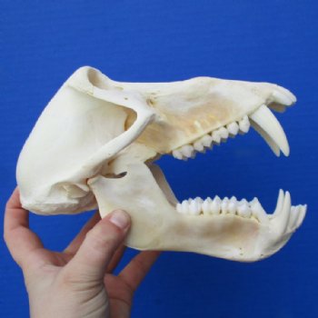 8 inches Authentic Male Chacma Baboon Skull <font color=red> Good Quality</font> for $294.99 (CITES P-000023748)