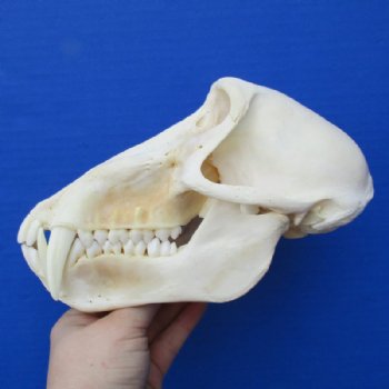 8 inches Authentic Male Chacma Baboon Skull <font color=red> Good Quality</font> for $294.99 (CITES P-000023748)