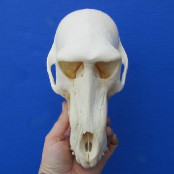 8 inches Authentic Male Chacma Baboon Skull <font color=red> Good Quality</font> for $294.99 (CITES P-000023748)