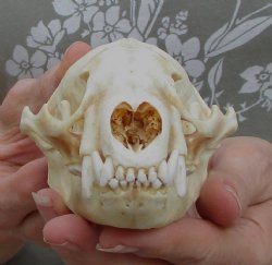 4-1/2 inches Discolored Badger Skull for Sale <font color=red> Grade B</font> - $49.99