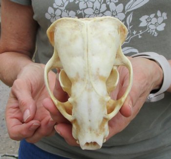 4-1/2 inches Discolored Badger Skull for Sale <font color=red> Grade B</font> - $49.99