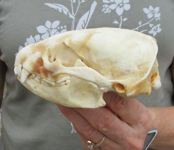 4-1/2 inches Discolored Badger Skull for Sale <font color=red> Grade B</font> - $49.99