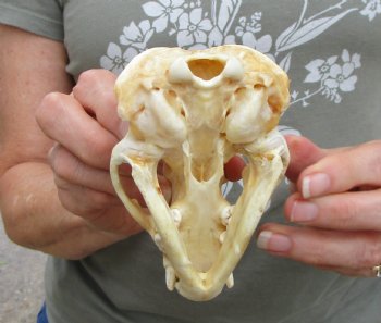 4-1/2 inches Discolored Badger Skull for Sale <font color=red> Grade B</font> - $49.99