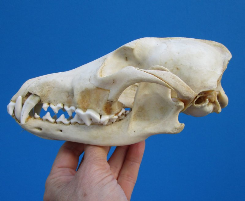 7-3/4 inches Discounted Coyote Skull for Sale