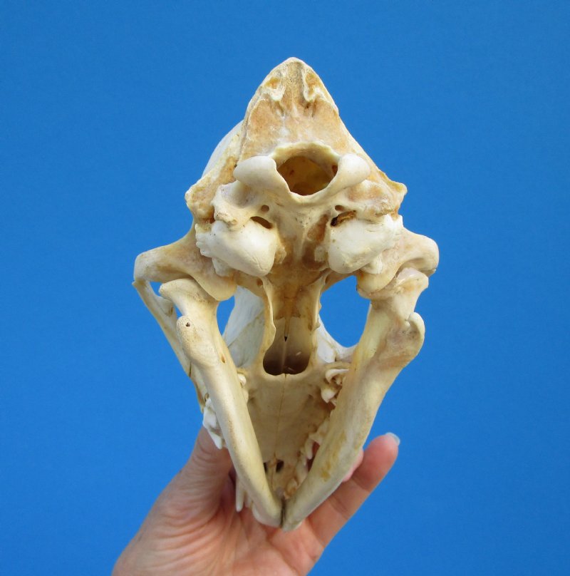 7-3/4 inches Discounted Coyote Skull for Sale