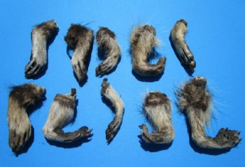 10 Raccoon Feet  with Fur Preserved with Formaldehyde 3 to 4 inches long - Buy these for $3.00 each