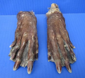 2 Cured Real Beaver Back Feet, Beaver Foot for Sale 6-3/4 and 7 inches long- Buy these 2 for $9.00 each