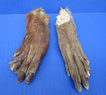 Two Real Cured Beaver Back Feet, Back Foot for Sale 6-1/2 and 7-1/2 inches long - Buy these 2 for $9.00 each