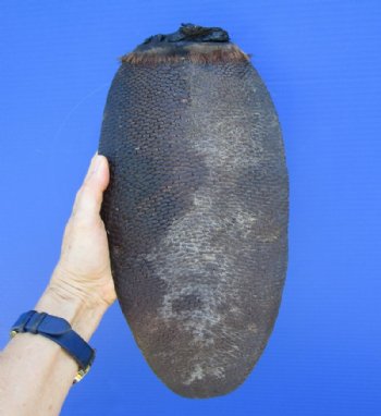 13 inches <font color=red> Huge</font> Real Beaver Tail for Sale Preserved with Formaldehyde - Buy this one for $9.99