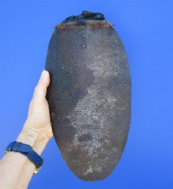 13 inches <font color=red> Huge</font> Real Beaver Tail for Sale Preserved with Formaldehyde - Buy this one for $9.99