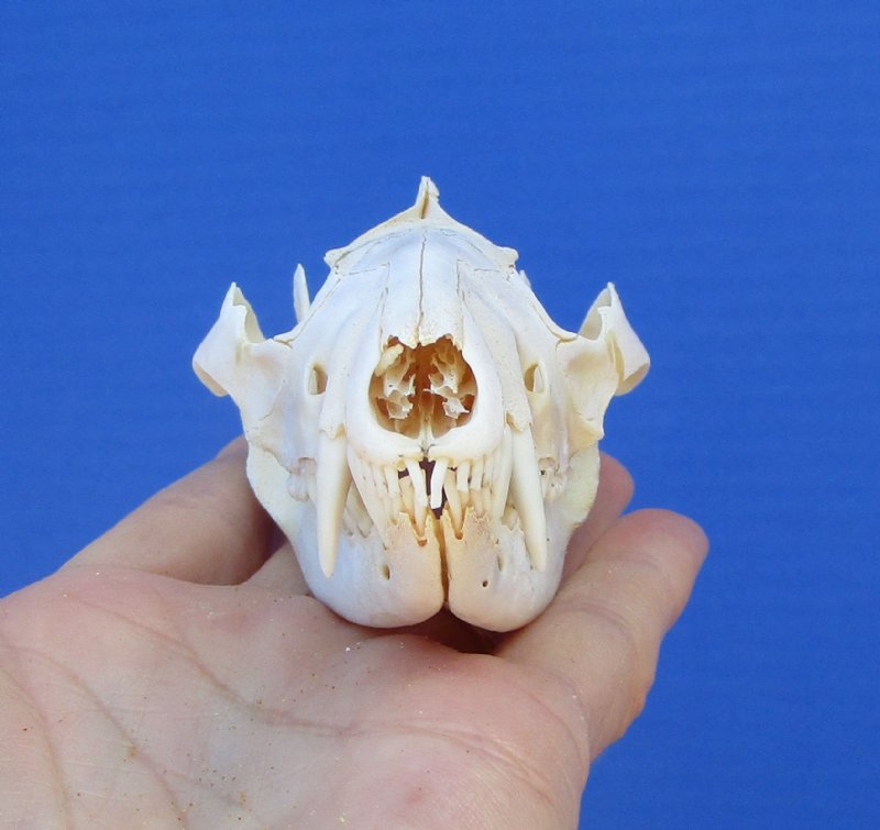 4-1/4 inches Authentic Possum Skull, Opossum Skull for Sale