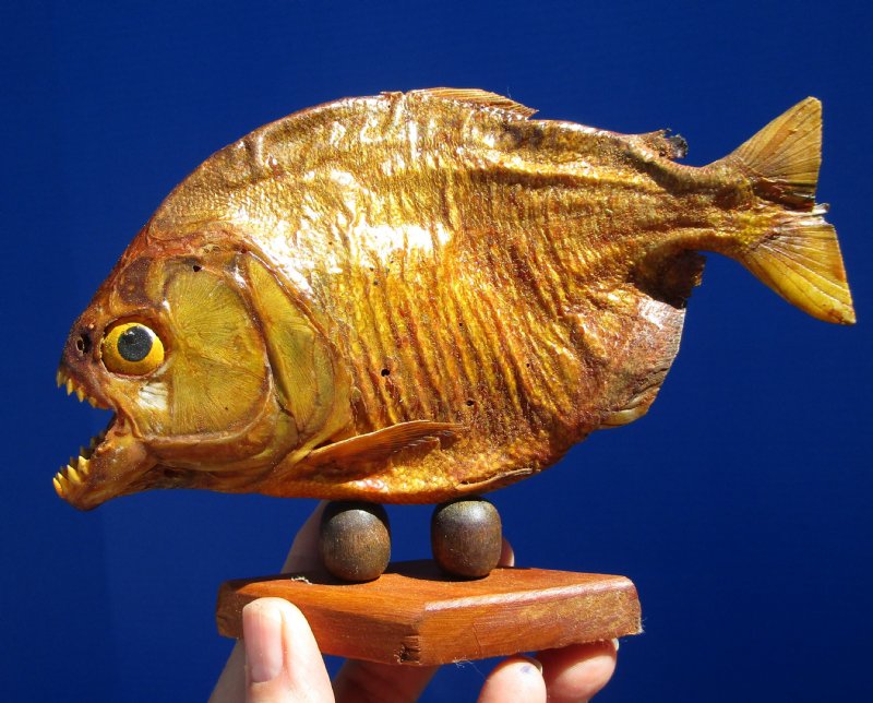 6-1/2 inches Taxidermy Piranha Fish on Wooden Base, Sun Dried and Sealed