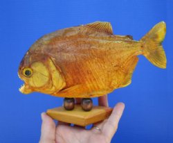 7-7/8 inches Taxidermy Piranha Fish, Sun Dried and Sealed on Wooden Base (Has some tiny holes in the skin) - Buy this one for $49.99