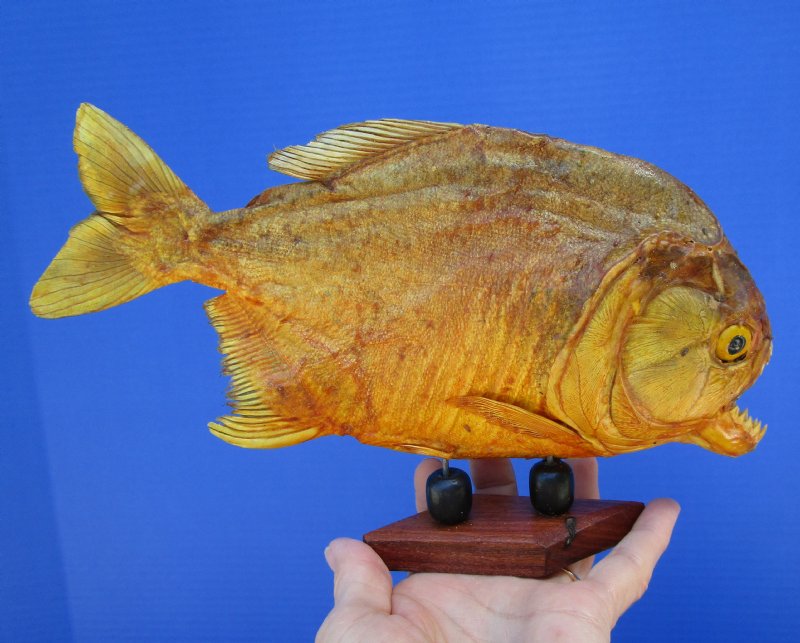 9-3/4 inches Large Taxidermy Piranha Fish for Sale