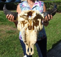 North American Bison Skulls <font color=red> Wholesale</font>, Buffalo Skull and Horns 23 to 27 inches Horn Spread - $140.00 each; 3 @ $130.00 each