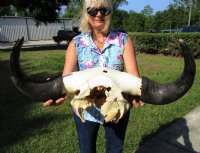 North American Bison Skulls <font color=red> Wholesale</font>, Buffalo Skull and Horns 23 to 27 inches Horn Spread - $140.00 each; 3 @ $130.00 each