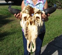 North American Bison Skulls <font color=red> Wholesale</font>, Buffalo Skull and Horns 23 to 27 inches Horn Spread - $140.00 each; 3 @ $130.00 each