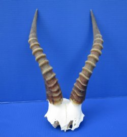 Authentic Male African Blesbok Skull Plate with 13-5/8 and 13-7/8 inches Horns for $44.99