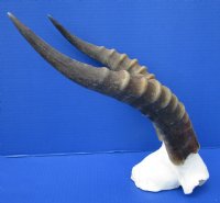 Authentic Male African Blesbok Skull Plate with 13-5/8 and 13-7/8 inches Horns for $44.99