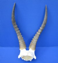 Authentic Male African Blesbok Skull Plate with 13-5/8 and 13-7/8 inches Horns for $44.99