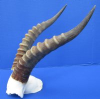 Authentic Male African Blesbok Skull Plate with 13-5/8 and 13-7/8 inches Horns for $44.99