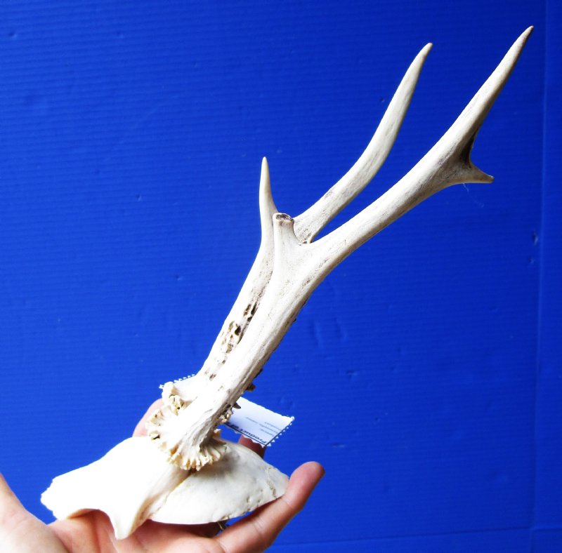 蝦夷鹿hunting trophy（deer skull）スカルヘッド - 通販 - www