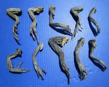 10 Preserved Real Green Iguana Legs 4 to 8 inches - $2.00 each Buy these for <font color=red> Special Price $1.00 each</font> 