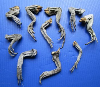 10 Real North American Iguana Legs for Sale 4 to 8 inches Preserved with Formaldehyde for $2.00 each - Buy these for <font color=red> SPECIAL PRICE $1.00 each</font> 