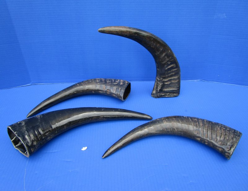 4 Semi-Polished Water Buffalo Horns 15 to 15-1/2 inches