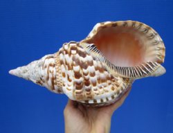 10-3/4 inches Large Atlantic Triton Trumpet Shell for Sale, Charonia Variegata (tiny holes on tip area) - Buy this one for $39.99