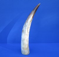 16 inches Polished White Cow Horn with browns, golds and white - Buy this one for $29.99