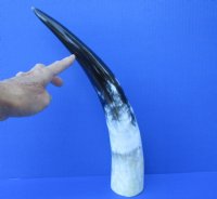 16-3/4 inches Polished White Water Buffalo Horn for Sale with blacks, greys and whites - Buy this one for $29.99