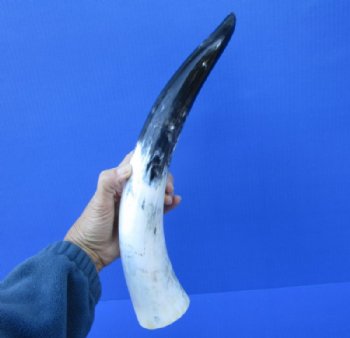 16-1/2 inches Polished White Cow Horn for Sale with blacks, greys and whites - Buy this one for $29.99