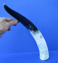 16-1/2 inches Polished White Cow Horn for Sale with blacks, greys and whites - Buy this one for $29.99