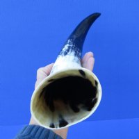 16-1/2 inches Polished White Cow Horn for Sale with blacks, greys and whites - Buy this one for $29.99