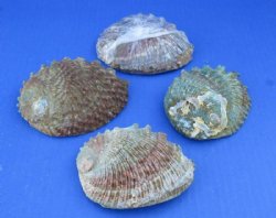 4 to 4-3/4 inches Pink Abalone Shells <font color=red> Wholesale</font> - 30 @ $3.35 each