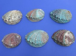 Pink Abalone Shells...