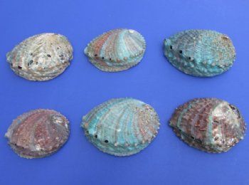 4 to 4-3/4 inches Pink Abalone Shells <font color=red> Wholesale</font> - 30 @ $3.35 each