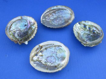 4 to 4-3/4 inches Pink Abalone Shells <font color=red> Wholesale</font> - 30 @ $3.35 each